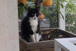 Disappearance alert Cat  Male , 2 years Villemoustaussou France