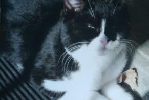 Disappearance alert Cat Female , 7 years Clécy France