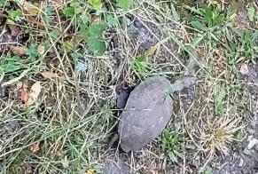 Discovery alert Other TORTUE Unknown Boissy-Saint-Léger France