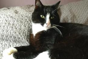 Disappearance alert Cat  Male , 7 years Valherbasse France