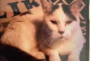 Disappearance alert Cat Male , 11 years Ars-Laquenexy France