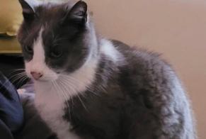 Disappearance alert Cat Male , 17 years La Baume-de-Transit France