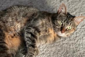 Disappearance alert Cat Female , 7 years Limeil-Brévannes France