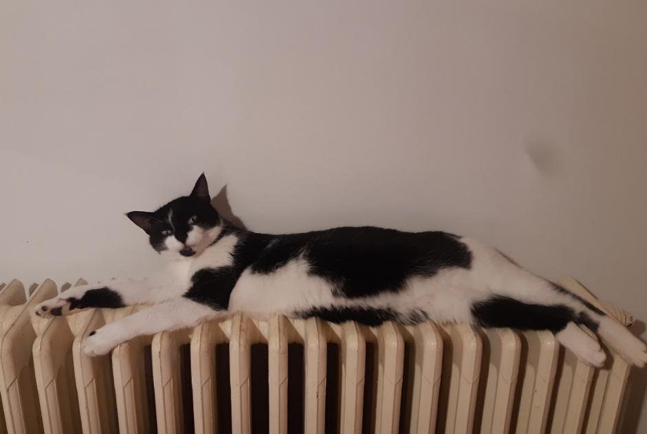 Disappearance alert Cat Male , 2 years Briatexte France
