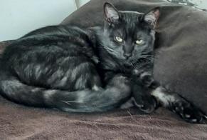 Disappearance alert Cat Male , 1 years Mathieu France