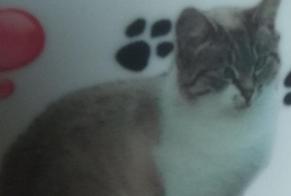 Disappearance alert Cat Female , 7 years Douvres-la-Délivrande France