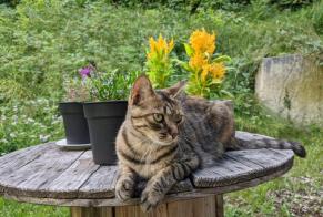 Disappearance alert Cat  Female , 3 years Sainte-Eulalie-en-Royans France