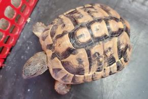 Discovery alert Tortoise Unknown Savigny-le-Temple France