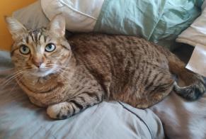 Disappearance alert Cat Male , 5 years Saint-Étienne France