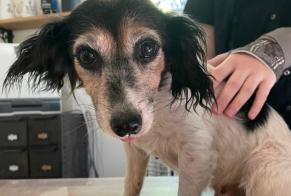 Discovery alert Dog miscegenation Female , 8 years Repentigny France