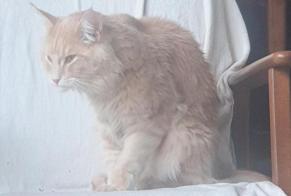 Disappearance alert Cat  Male , 1 years Ambazac France