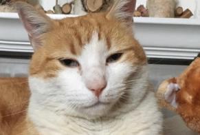 Disappearance alert Cat  Male , 11 years Saint-Fargeau-Ponthierry France