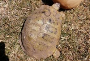 Disappearance alert Tortoise Male , 2022 years Fontainebleau France