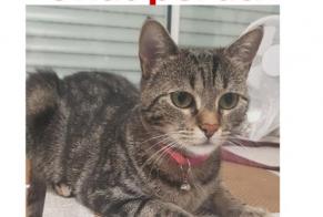 Disappearance alert Cat  Female , 1 years Tremblay-en-France France