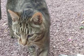 Discovery alert Cat Female Montpinchon France