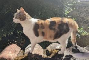 Disappearance alert Cat Female , 11 years Anse France
