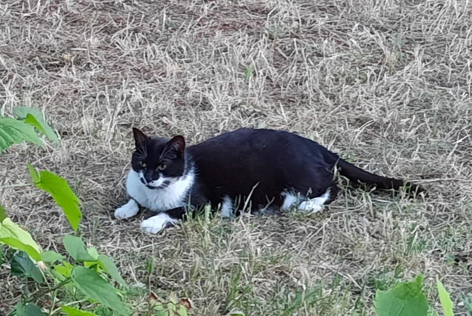 Disappearance alert Cat Female , 4 years Gaillac France