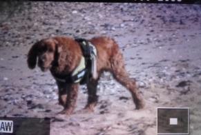 Discovery alert Dog Unknown Bréville-sur-Mer France