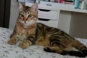 Disappearance alert Cat miscegenation Male , 1 years Marcoux France