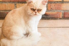 Disappearance alert Cat  Female , 5 years Pontaubault France