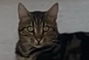 Disappearance alert Cat miscegenation Male , 3 years Saint-Jean-le-Thomas France