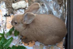 Discovery alert Rabbit Unknown Plérin France