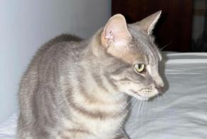 Disappearance alert Cat Female , 3 years Arcueil France