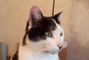 Disappearance alert Cat miscegenation Male , 3 years Lillers France