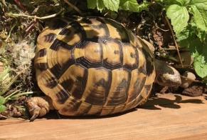 Disappearance alert Tortoise Male , 2022 years Écully France