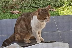 Discovery alert Cat  Male Montauban France