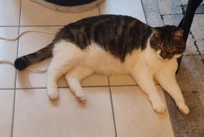 Disappearance alert Cat  Male , 5 years Thonon-les-Bains France