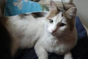 Disappearance alert Cat Female , 2 years Farges-Allichamps France