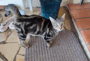 Discovery alert Cat Male Villemoustaussou France