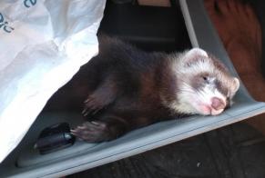 Disappearance alert Other Furet Female , 2022 years Gajac France