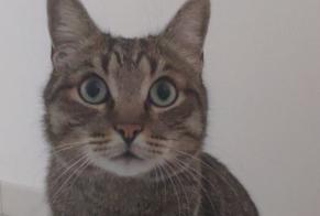 Disappearance alert Cat Male , 4 years Montreuil France