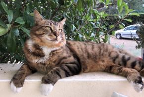 Disappearance alert Cat miscegenation Male , 2 years Pontonx-sur-l'Adour France