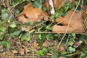 Discovery alert Dog Female Carcassonne France