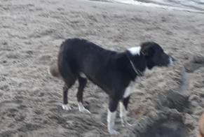 Discovery alert Dog miscegenation Male Beaumont-du-Lac France