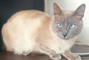 Disappearance alert Cat  Female , 2 years Palaiseau France