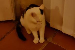 Disappearance alert Cat Male , 1 years Castelnau-d'Auzan-Labarrère France