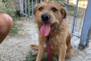 Discovery alert Dog Male Le Pertuis France