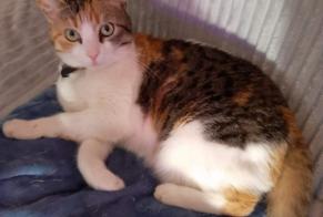 Disappearance alert Cat  Female , 3 years Ruoms France