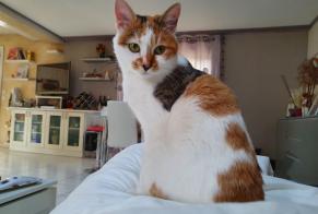 Disappearance alert Cat Female , 2 years Saint-Étienne-sur-Chalaronne France
