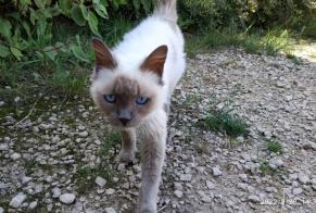 Discovery alert Cat Female Saint-Vallier France