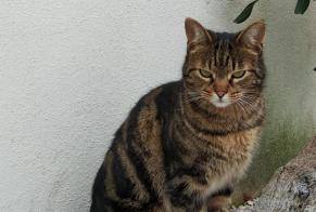 Disappearance alert Cat  Male , 7 years Calenzana France