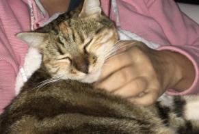 Disappearance alert Cat  Female , 4 years Saint-Gilles-Croix-de-Vie France