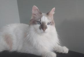 Disappearance alert Cat miscegenation Male , 2 years Champcevinel France