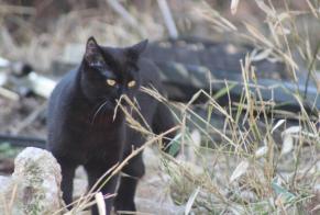 Disappearance alert Cat Male , 6 years Mornas France