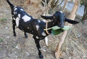 Disappearance alert Goat Female , 2022 years Saint-André-de-la-Roche France