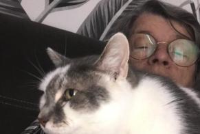 Disappearance alert Cat Male , 12 years Fagnières France